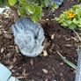 garden Image 4