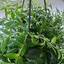 Aeschynanthus Hybrid indoor plant Image 2