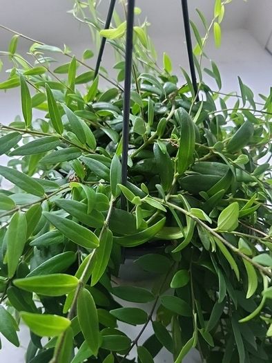 Aeschynanthus Hybrid indoor plant