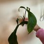 houseplant Philodendron 69686 top cuttings Image 4