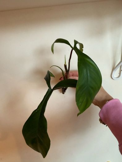 houseplant Philodendron 69686 top cuttings