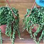 String of pearls in 12cm hanging pot and 20cm in length Image 5