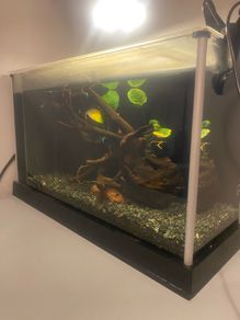 Small Fish Tank