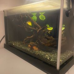 Small Fish Tank