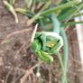Walking Onions Image 6