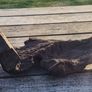 bog oak Image 7