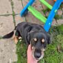 dog Image 2