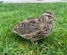 quail hatching eggs