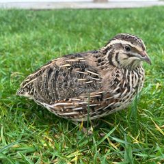quail hatching eggs