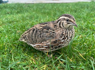 quail hatching eggs