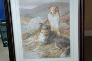 Framed Collie Print