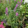 Lythrum salicaria Image 3
