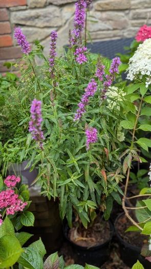 Lythrum salicaria
