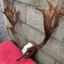 3 Deer mounts 2 Fallow 1 Red Deer Image 5