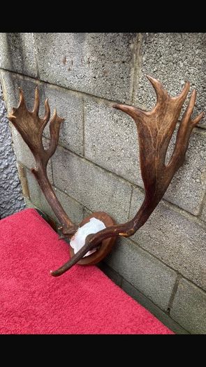 3 Deer mounts 2 Fallow 1 Red Deer