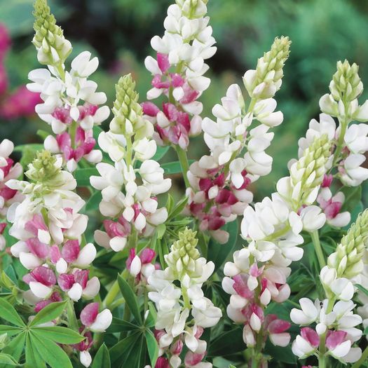 (L) Buzzy Lupin seeds Pink Fairy 2g (044734)