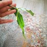 Hoya Amrita cutting Image 3