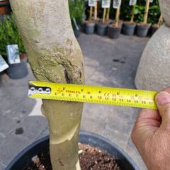 olive tree