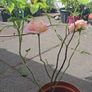 Pink/Yellow Rose Image 2