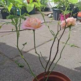 Pink/Yellow Rose