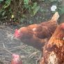 Free chickens Image 2