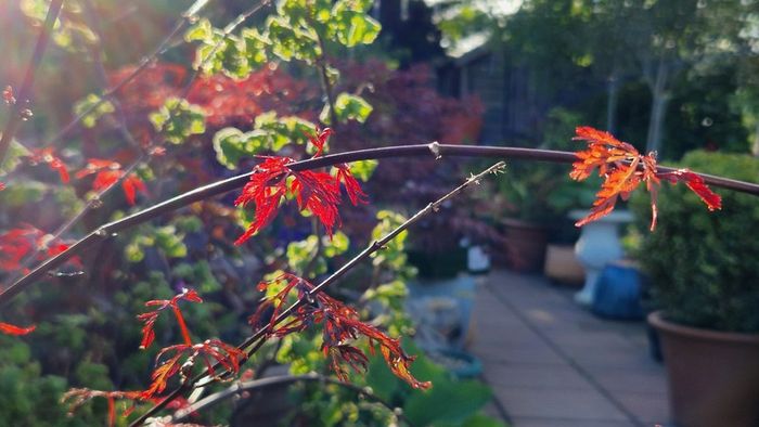 Potted japanese acer