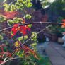 Potted japanese acer Image 9