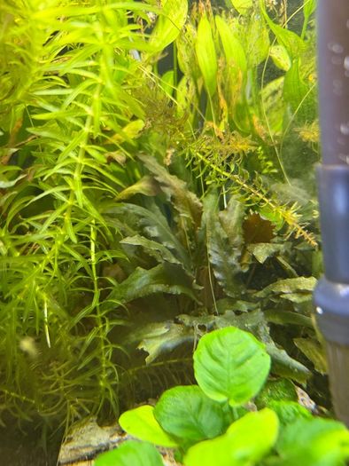 Fish Tank And stand with fish and plants