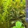Fish Tank Plants Image 6