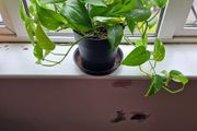 Devil's Ivy plant