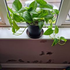 Devil's Ivy plant