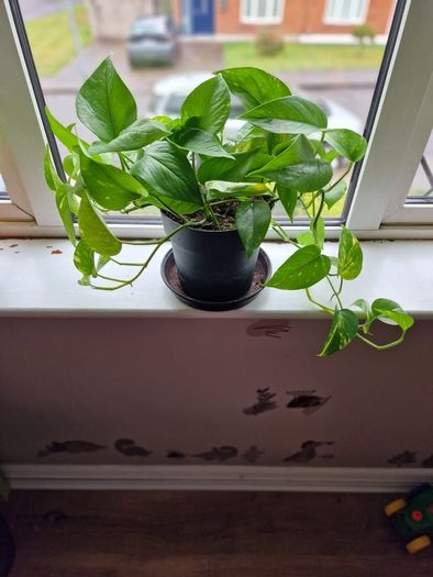 Devil's Ivy plant
