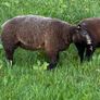 Blue TEXEL pedigree sheep Image 10