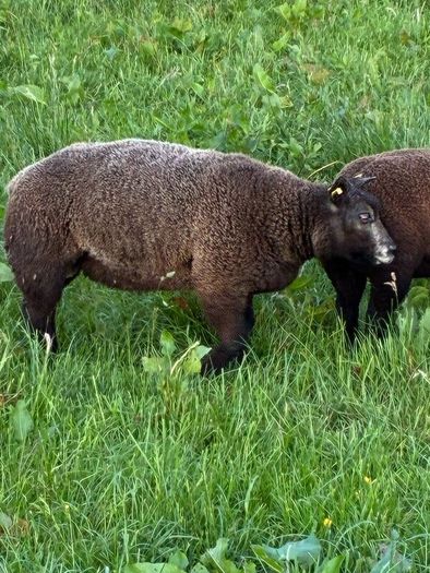 Blue TEXEL pedigree sheep