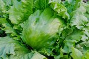 (L) Lettuce Iceberg Great Lake 118 seeds 1g (125197)