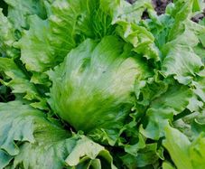 (L) Lettuce Iceberg Great Lake 118 seeds 1g (125197)