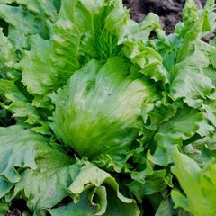 (L) Lettuce Iceberg Great Lake 118 seeds 1g (125197)