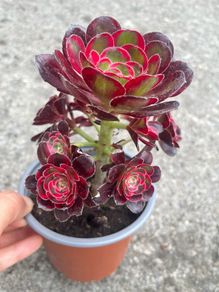 plant