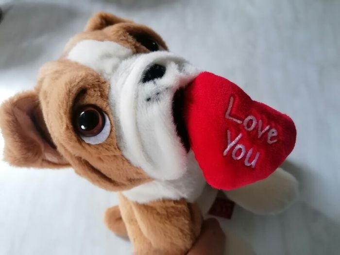 Soft Dog Plush