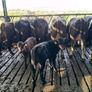 5 calved heifers with calves at foot Image 2