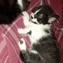 kittens Image 8