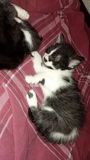 kittens