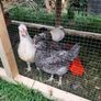 chicken hatching eggs Image 5