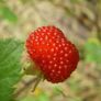 Atherton Raspberry Plant Image 2