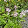 Flowering Shrubs, Evergreen Plants Image 6