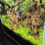 Aquarium neocaridine shrimp Image 2