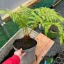 Dicksonia antartica Image 3