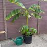 musa basjoo - 35L - japanese hardy banana Image 2