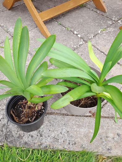 Agapanthus Plants