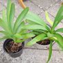 Agapanthus Plants Image 5